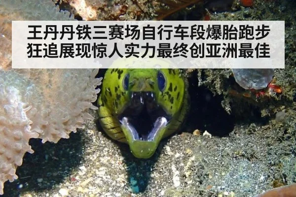 王丹丹铁三赛场自行车段爆胎跑步狂追展现惊人实力最终创亚洲最佳